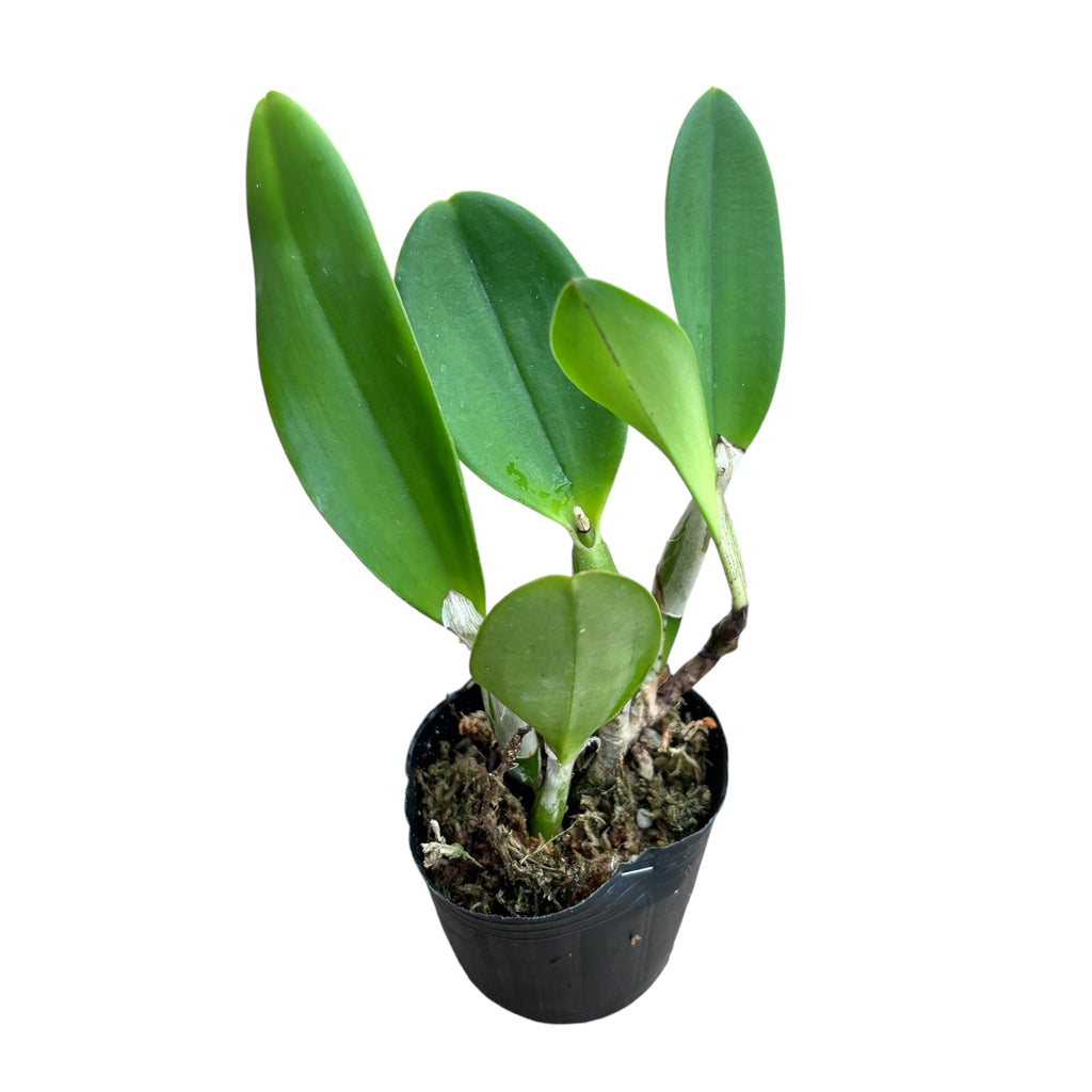 Rlc. Tsiku Amante mirisna