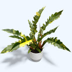 Philodendron 'Ring of Fire' - exemplare bogate