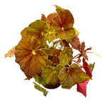 Бегония Амбър Лъв