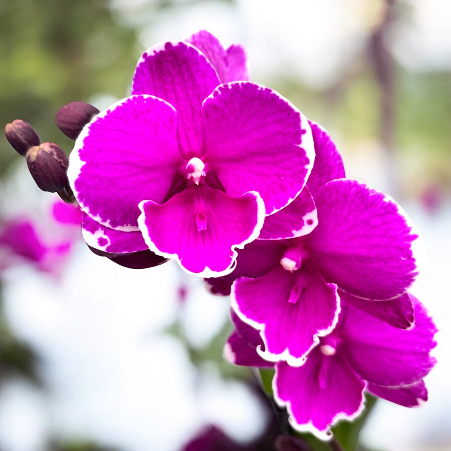 Phalaenopsis Younghome Pinying '0792' big lip