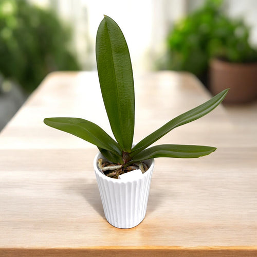 Phalaenopsis Fangmei Dream Lip - Big Lip, flori XXL