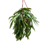 Pseudorhipsalis ramulosa (Rhipsalis 'Red Coral') – kolorowy i efektowny epifityczny kaktus