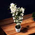 Dendrobium nobile Apollon (voňavé kvety)