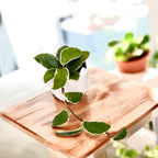 Hoya carnosa 'Krimson Queen' (splash)