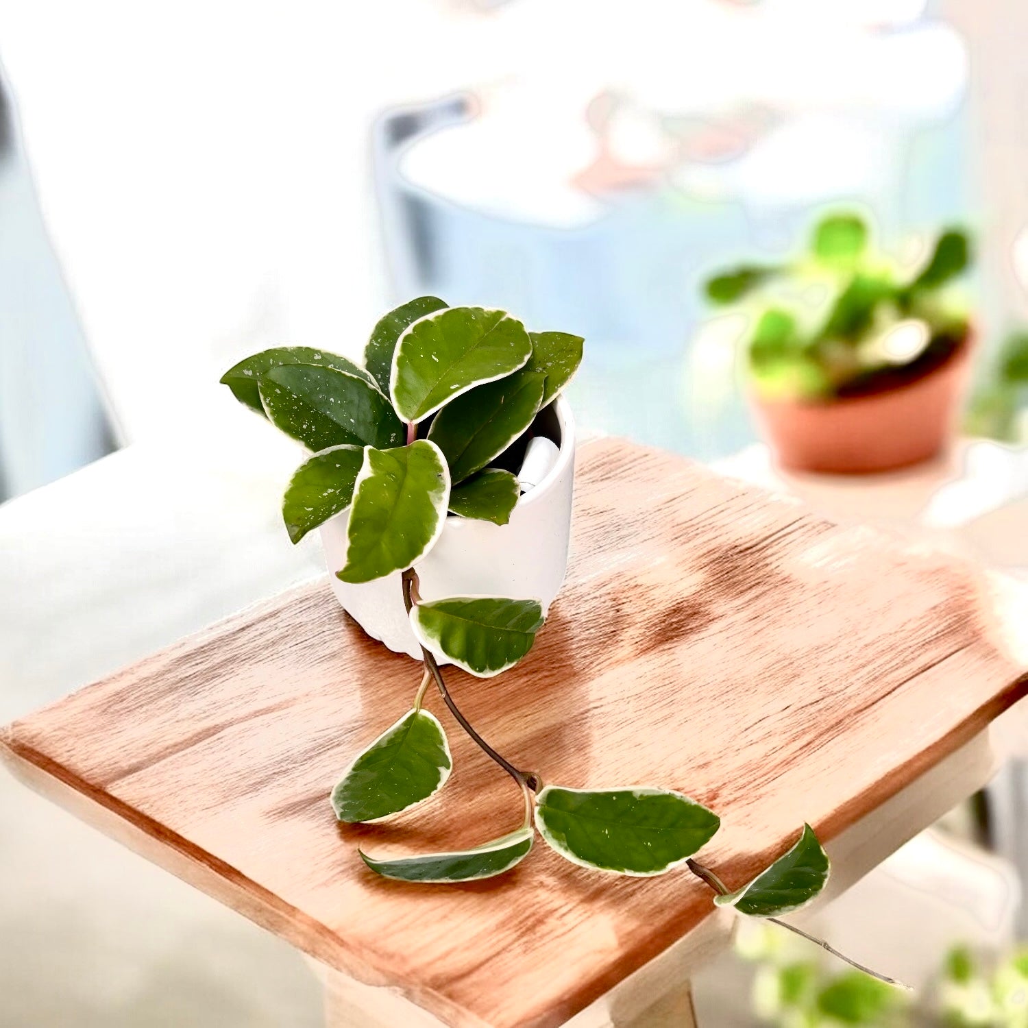 Hoya carnosa 'Krimson Queen' (splash)