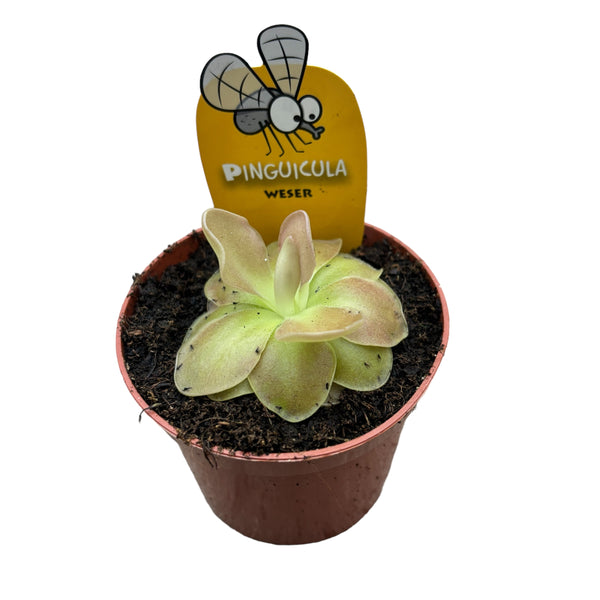 Fleischfressende Pflanze Pinguicula Weser