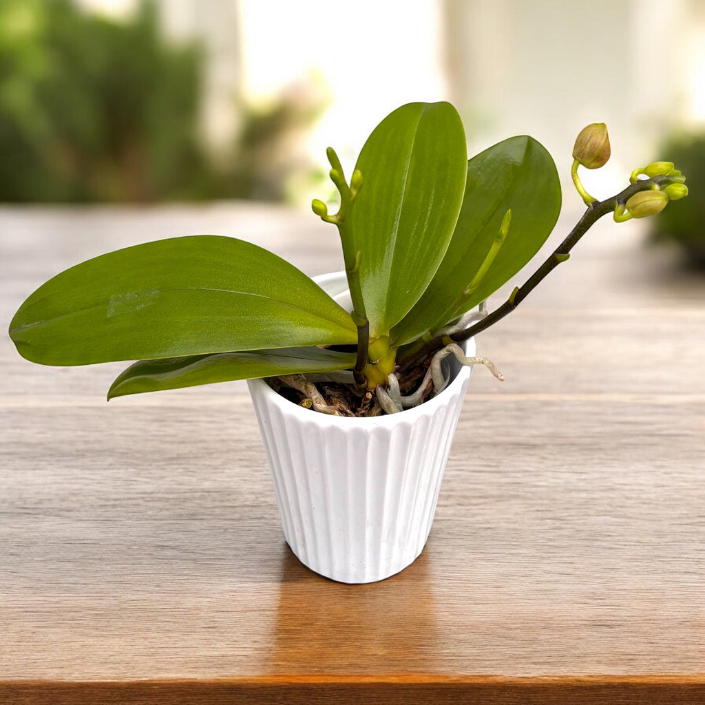 Phalaenopsis I-Hsin Claude (peloric) - flori parfumate