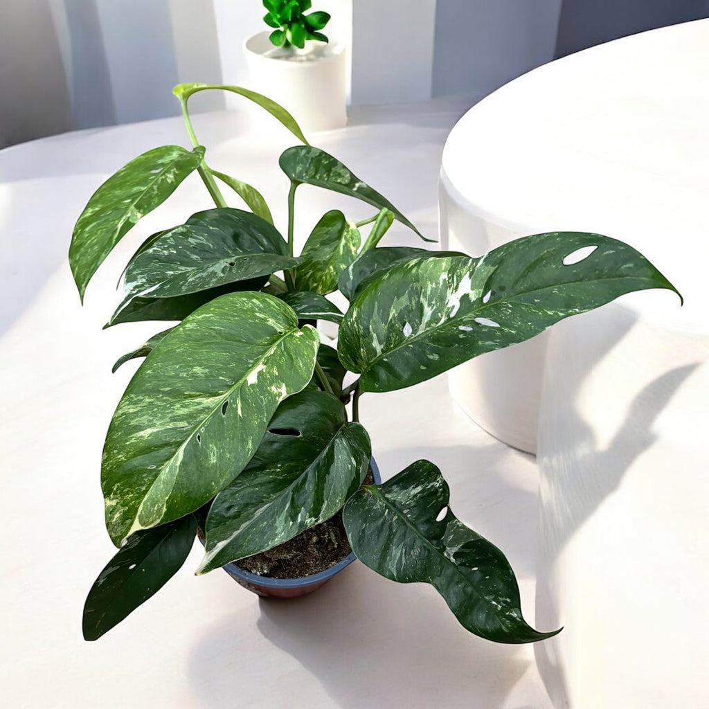 Epipremnum Pinnatum variegato 3 piante/vaso