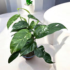 Epipremnum Pinnatum tarka 3 növény/cserép