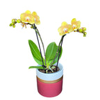 Phalaenopsis Limpopo (variation)