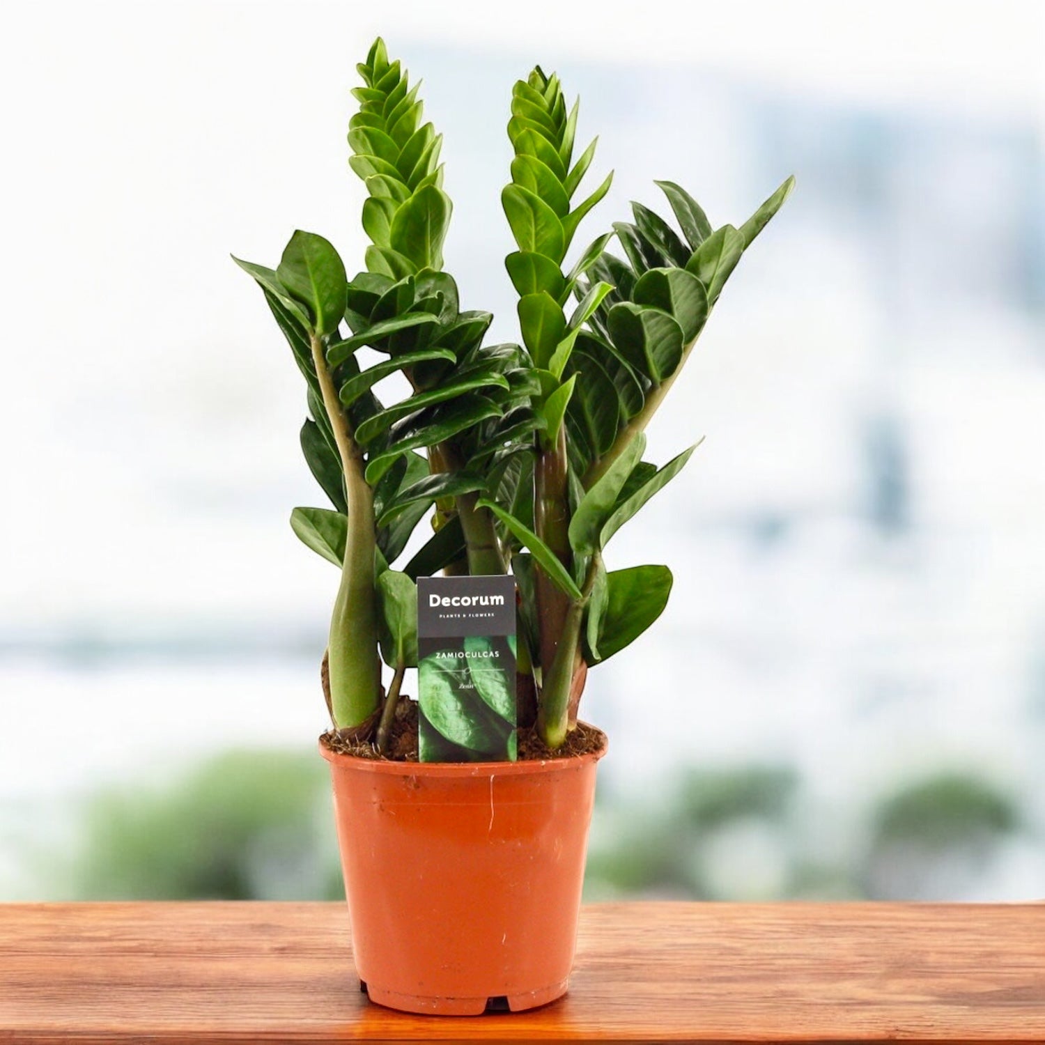 Zamioculcas zamiifolia ‘Zenzi’ – varietate compacta, rara, cu frunzis verde-intens