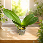 Phalaenopsis Star's Chanel - flori XL