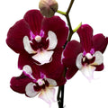 Phalaenopsis Valkoinen Huuli