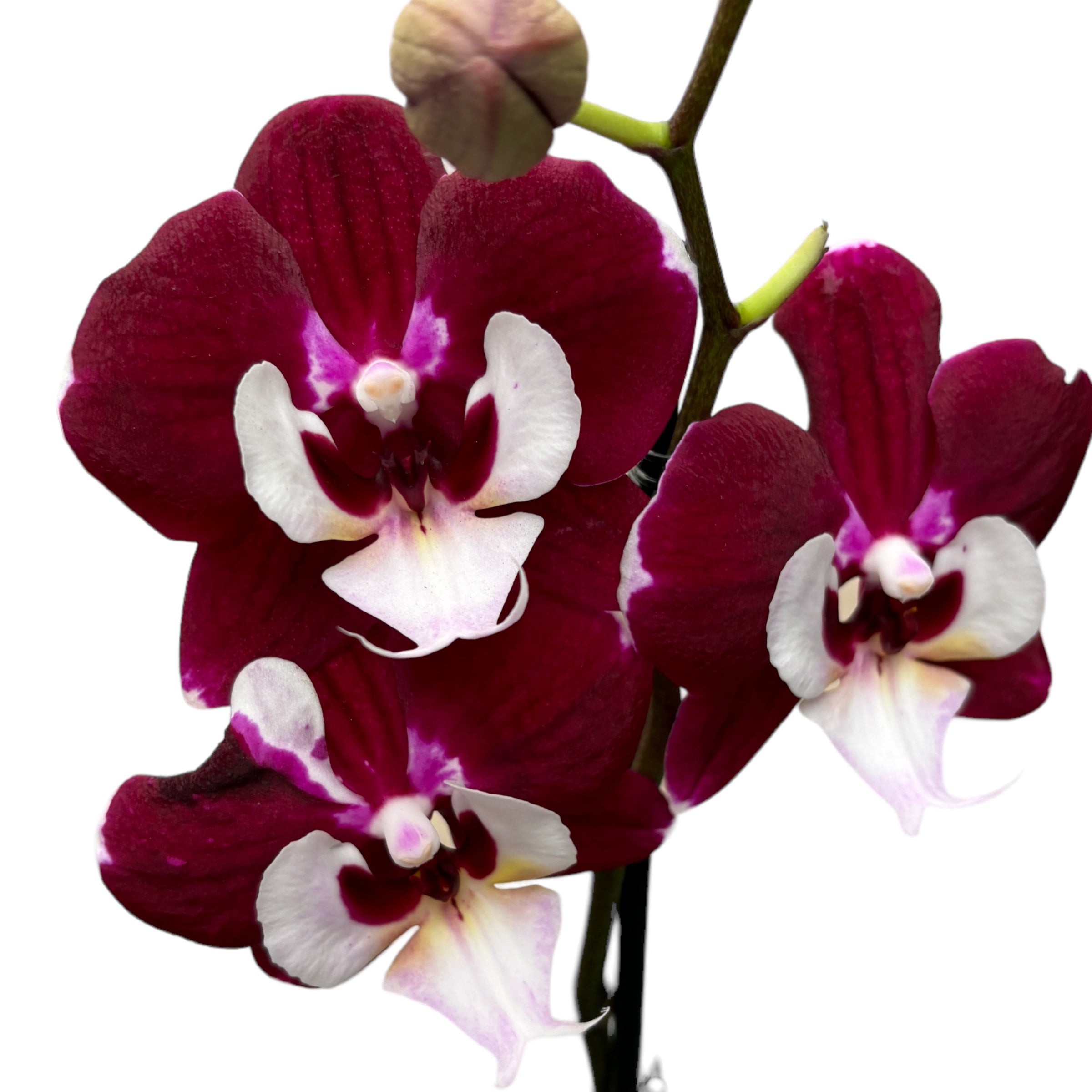 Phalaenopsis White Lip