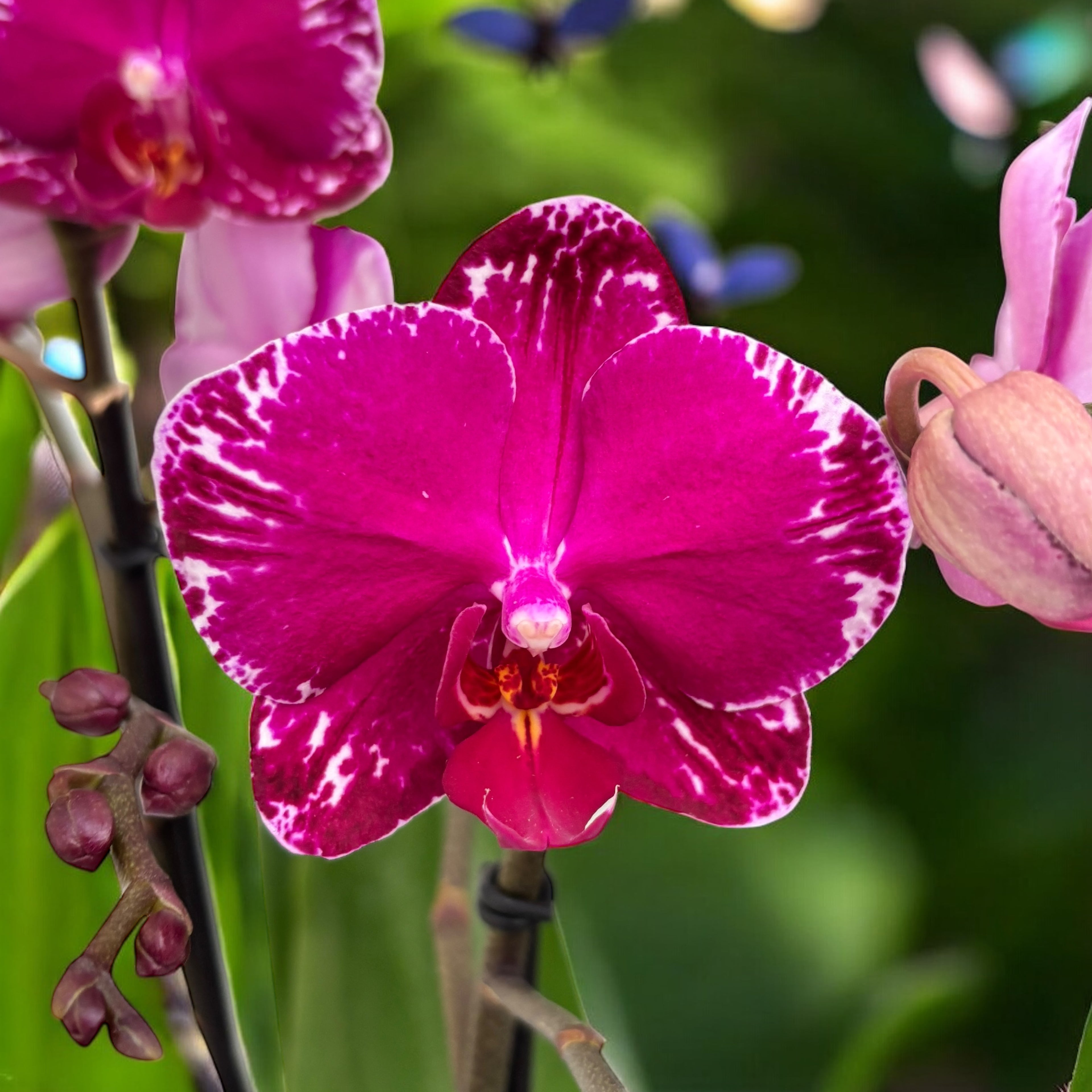 Phalaenopsis Violino Asiatico