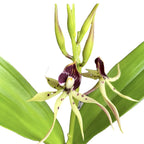 Encyclia (Prostechea) Green Hornet