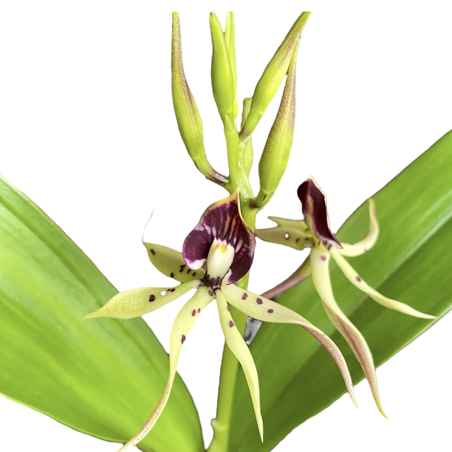 Encyclia (Prostechea) Green Hornet