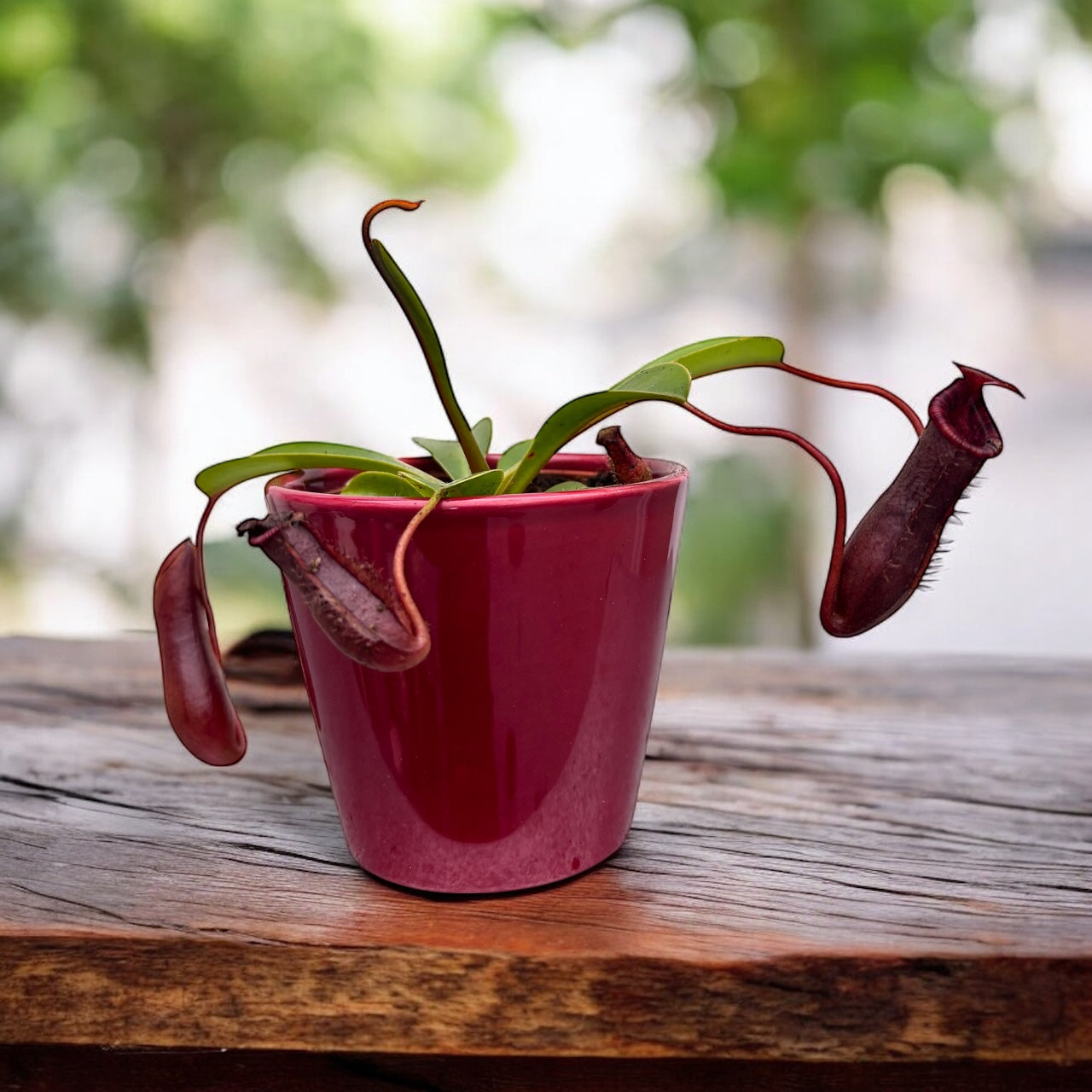 Nepenthes lowii x ventricosa - O planta carnivora spectaculoasa!