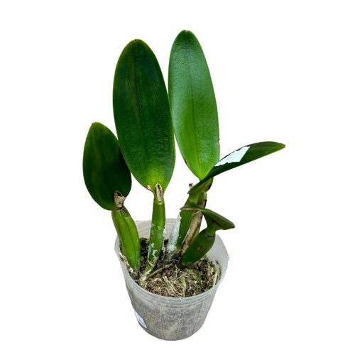 Cattleya Love Castle 'Kurenai'