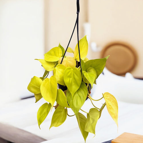 philodendron bloem Philodendron scandens 'Micans Lime' (Philodendron Hederaceum Lemon Lim – Secret Garden Plant Shop