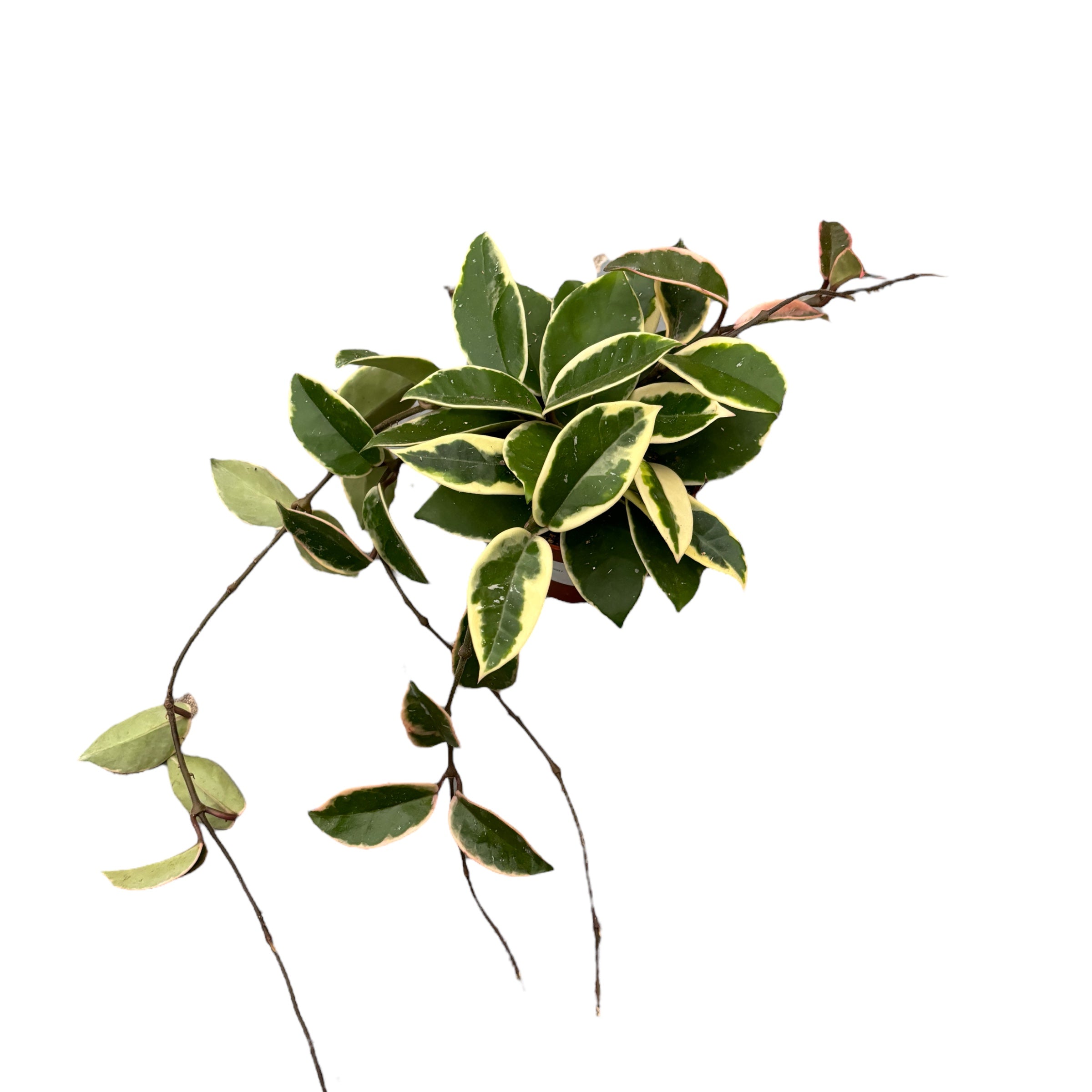 Hoya carnosa 'Albomarginata'