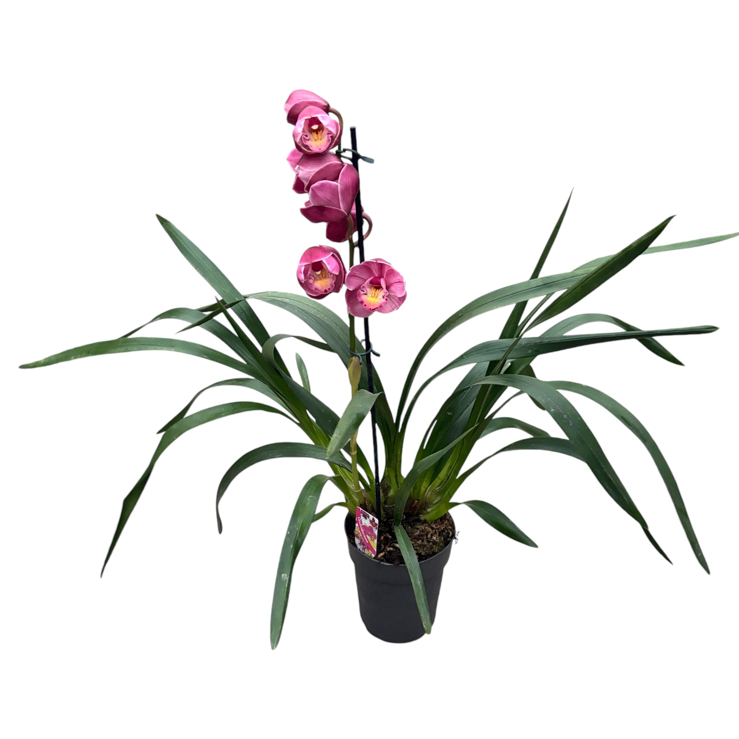 Cymbidium Chusanne