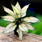 Aglaonema Super White - exemplare XL