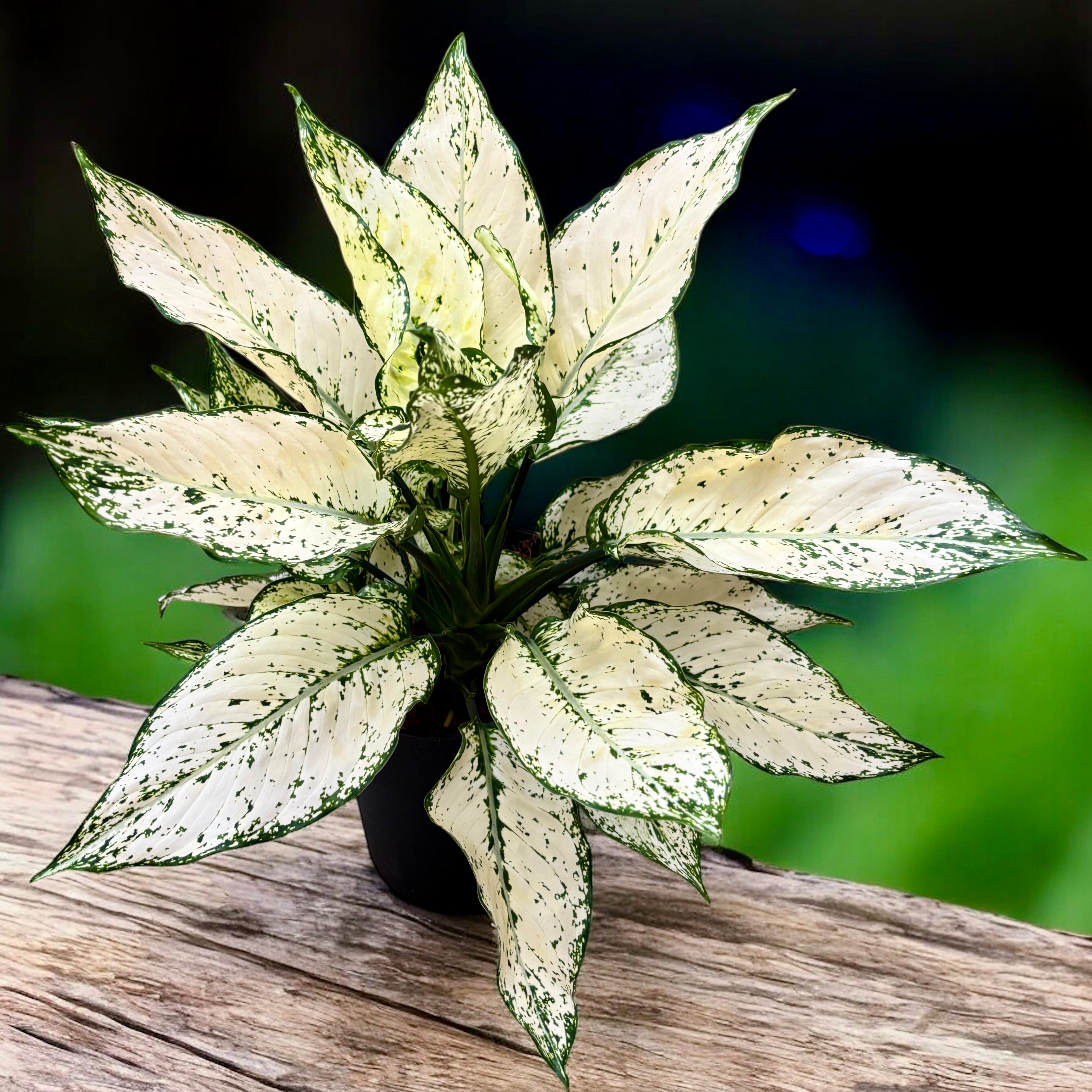 Aglaonema Super White - exemplare XL