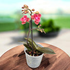 Phalaenopsis Diffusion (illatos pelorikus virágok)