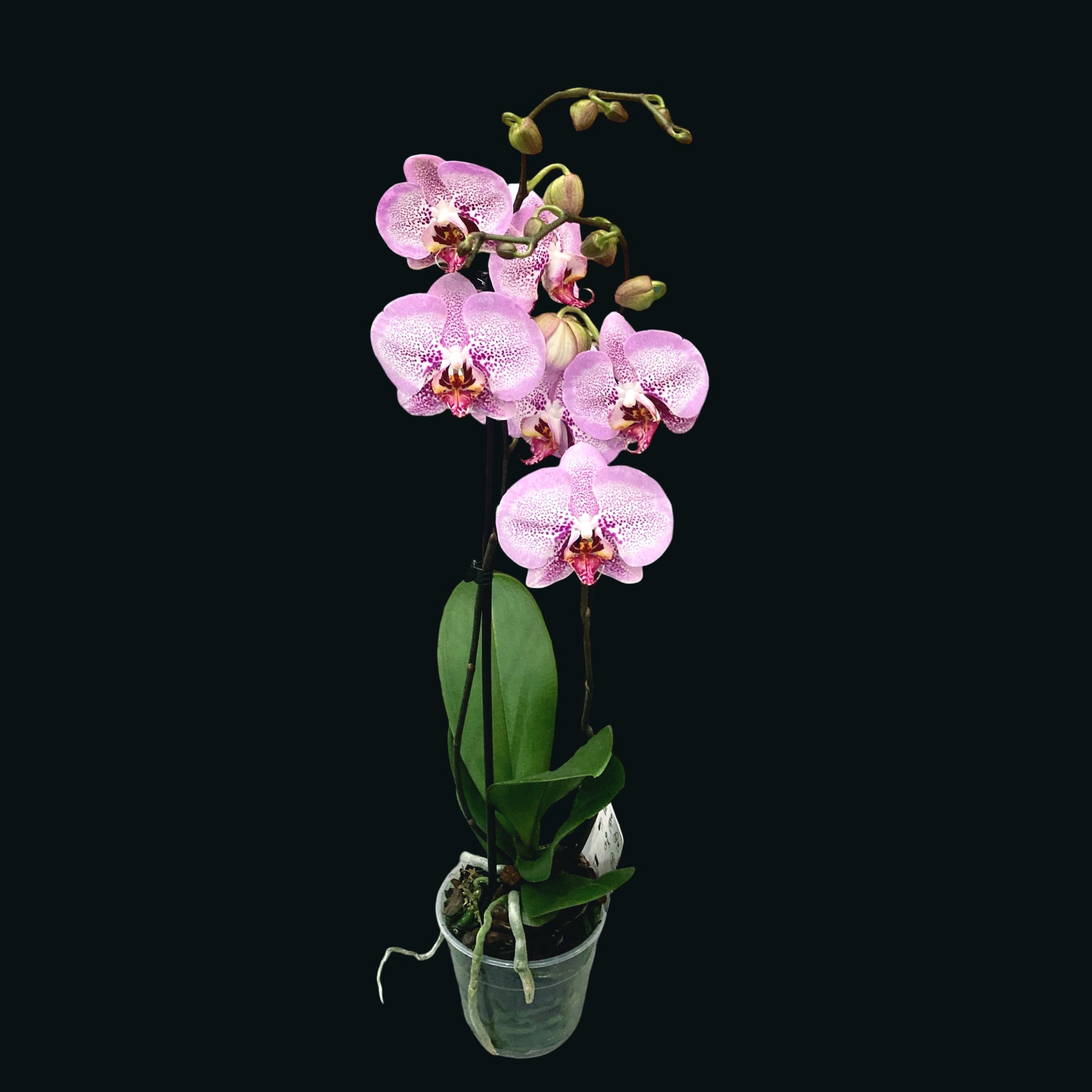 Phalaenopsis Asian Diamond