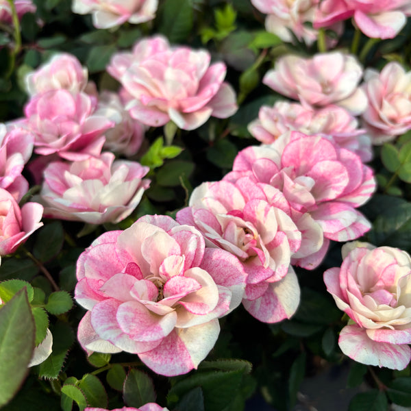 Dwarf roses Rosa Piia™ Parade - fragrant flowers