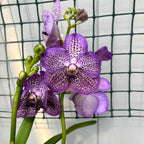 Vanda Moonlight Blue (Ansu)