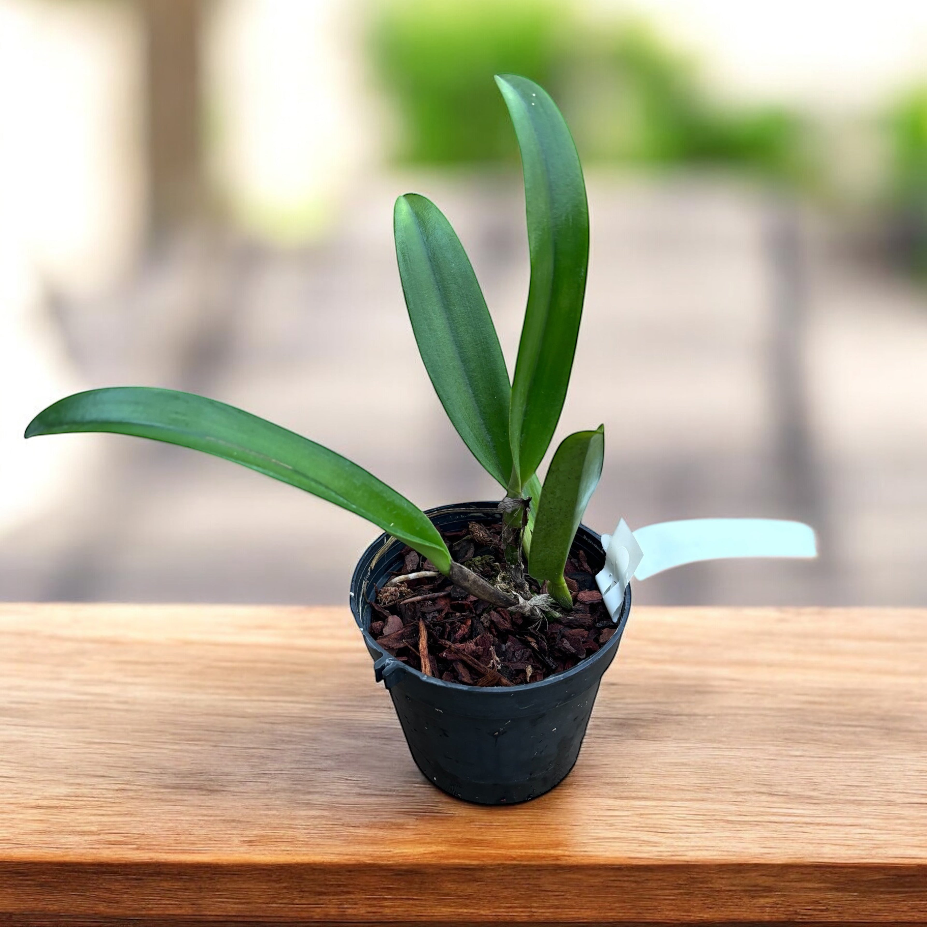 Rlc. Amazing Thailand 'Magier' - duftende Blumen