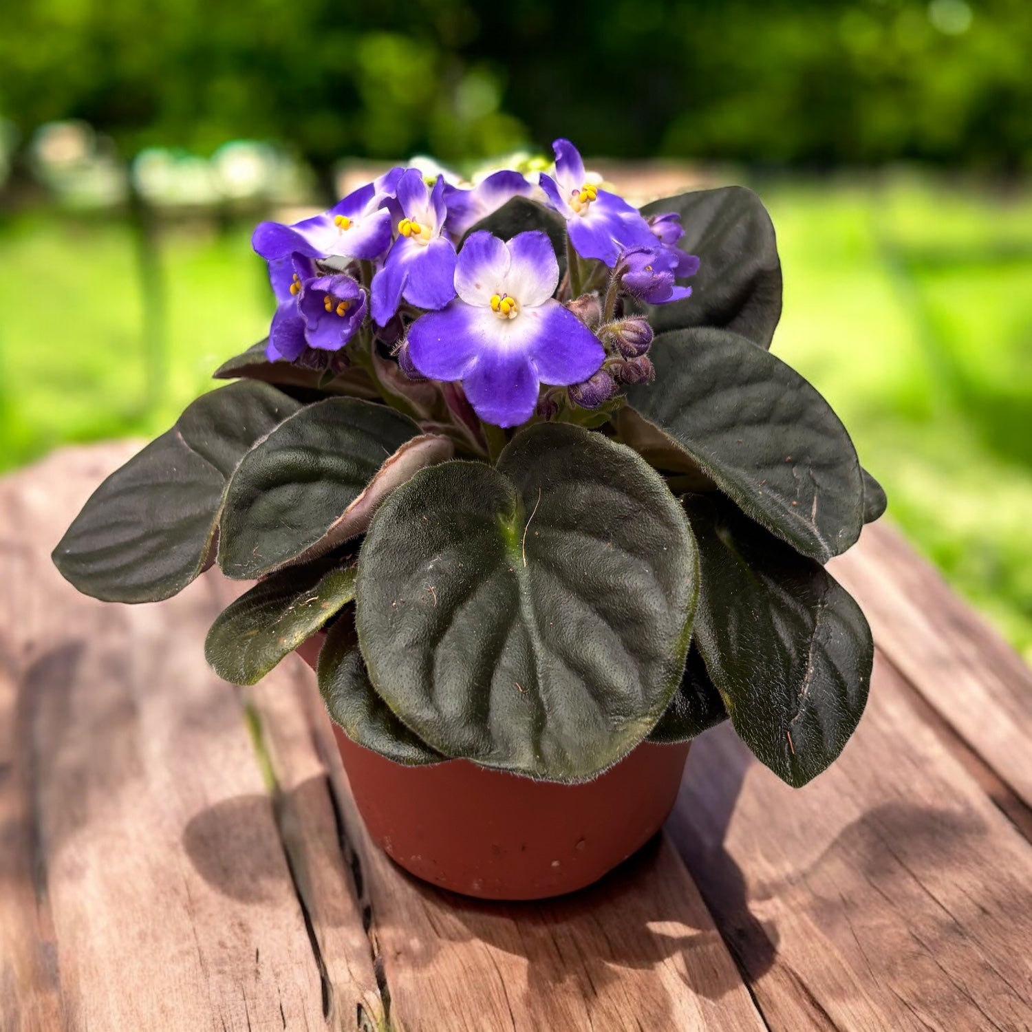 Fialky - Saintpaulia Trendy Blue
