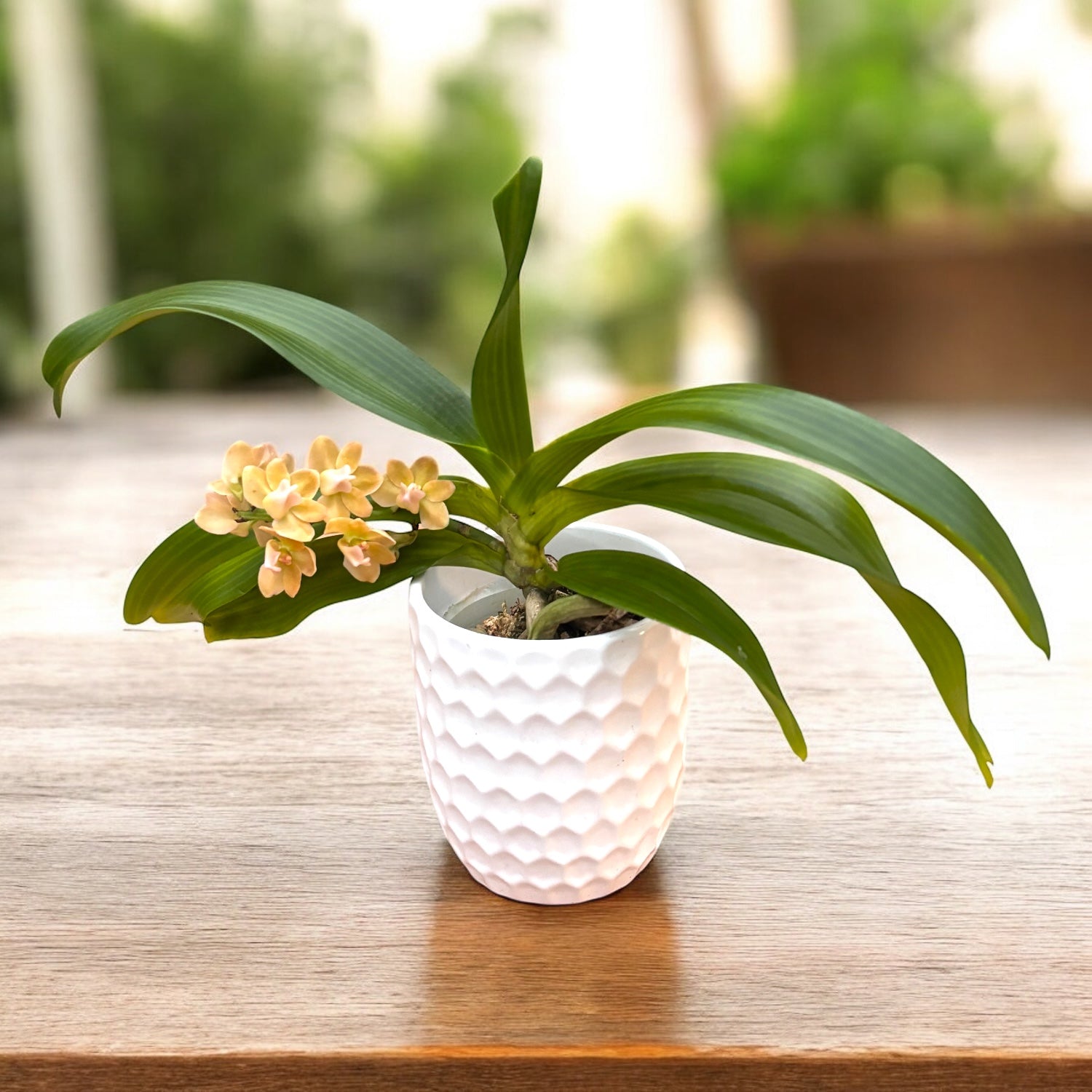 Rhynchostylis gigantea 'Orange' - fleurs parfumées