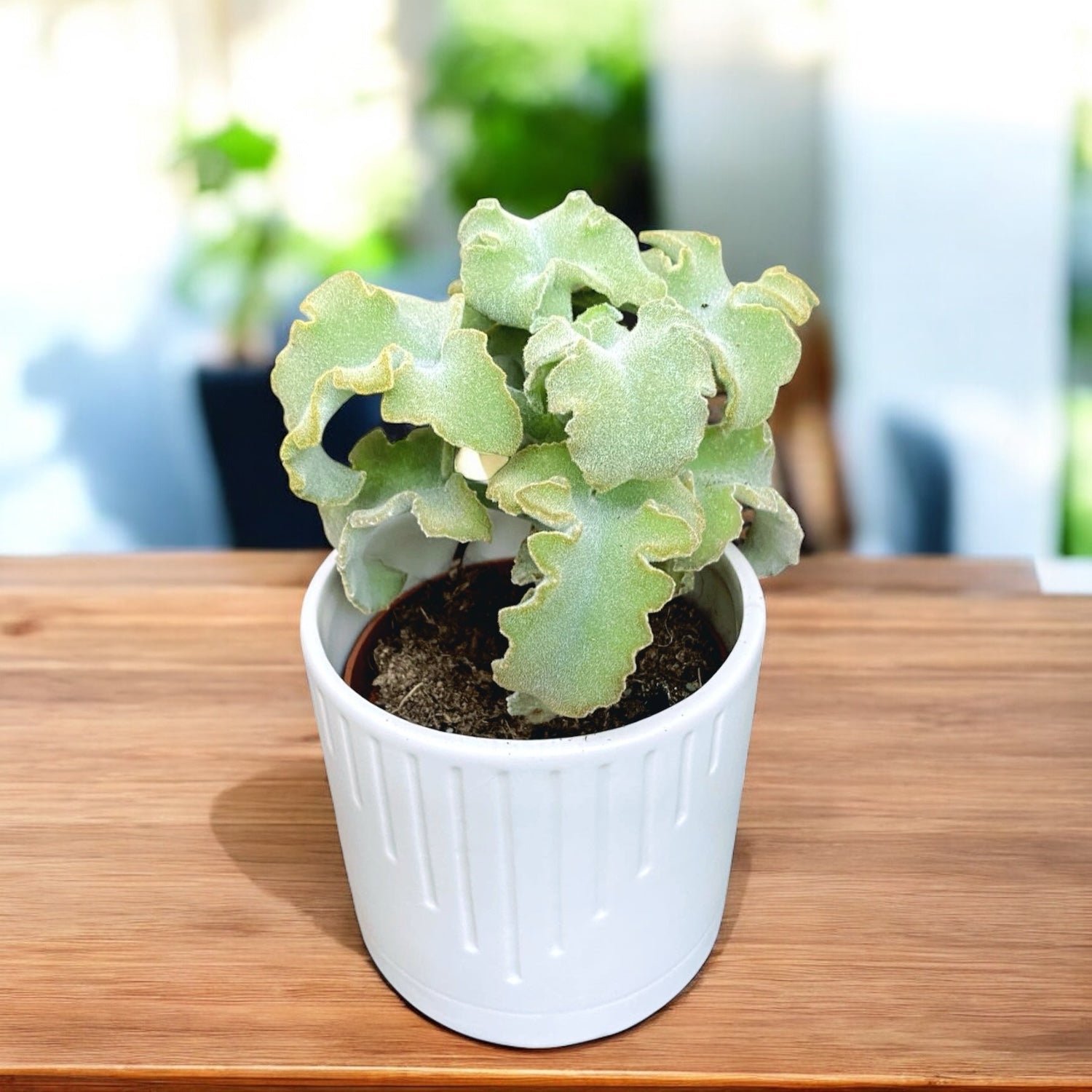 Kalanchoe beharensis 'Maltese Cross' - suculenta sculpturala cu frunze catifelate in forma de cruce malteza