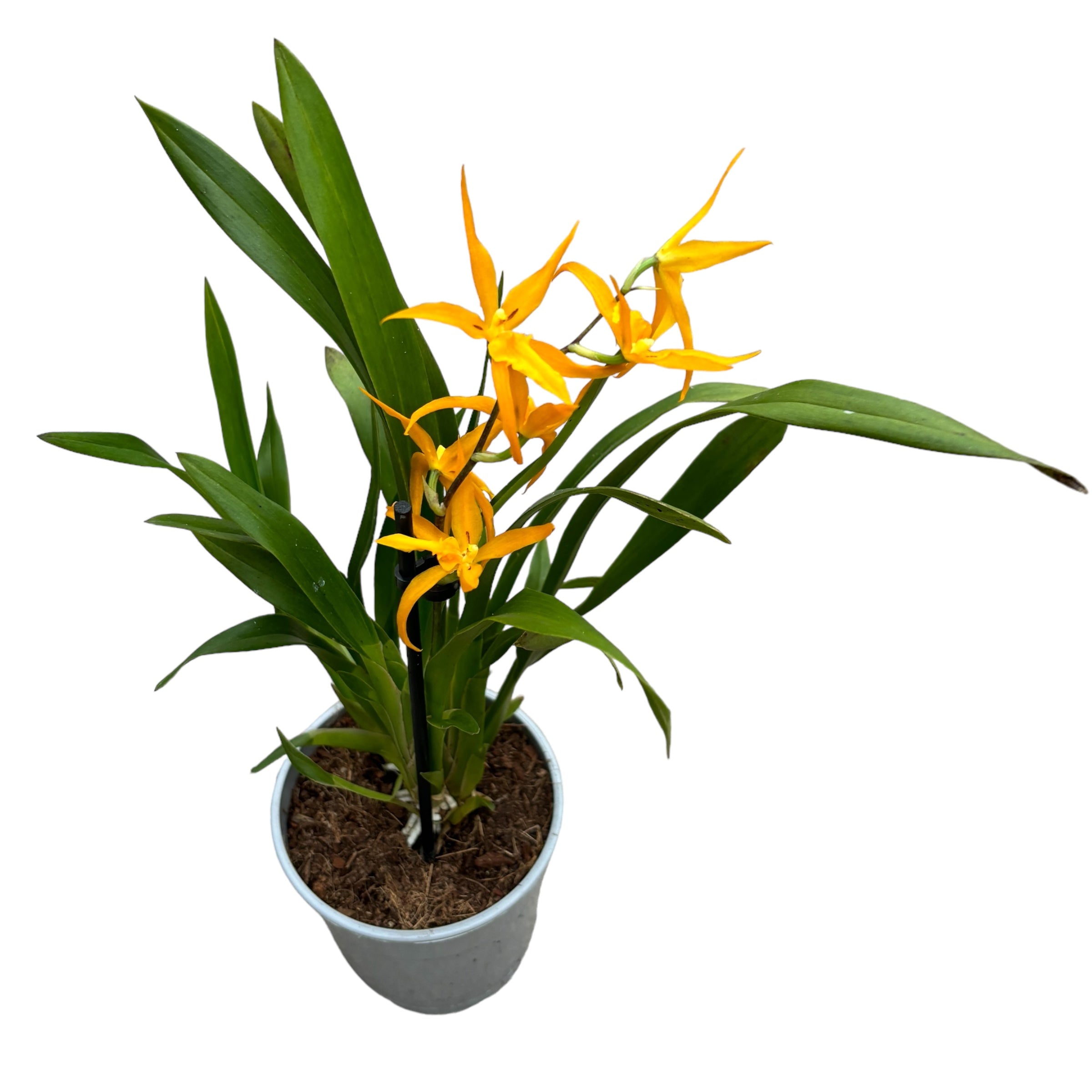 Banfieldara Gold Star (Brassia Anita) duftend