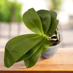 Phalaenopsis Lyndon Mix Zebra '823' *perfumowana