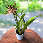 Miltassia (Bratonia) Shelob Tolkien Pink - flori parfumate