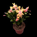 Schlumbergera ‘Limelight Dancer' (Craciunita galbena) - exemplare XL