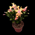 Schlumbergera ‘Limelight Dancer' (Craciunita galbena) - exemplare XL