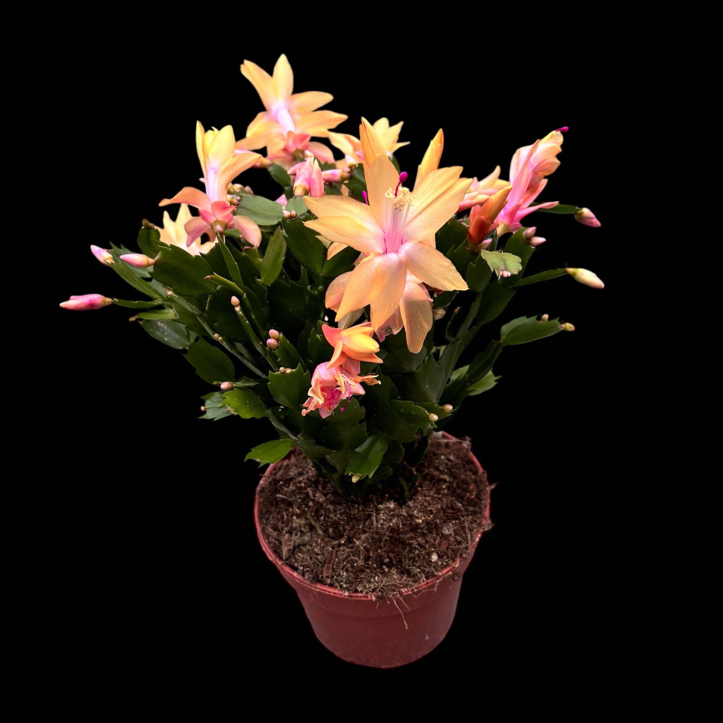 Schlumbergera ‘Limelight Dancer' (Craciunita galbena) - exemplare XL