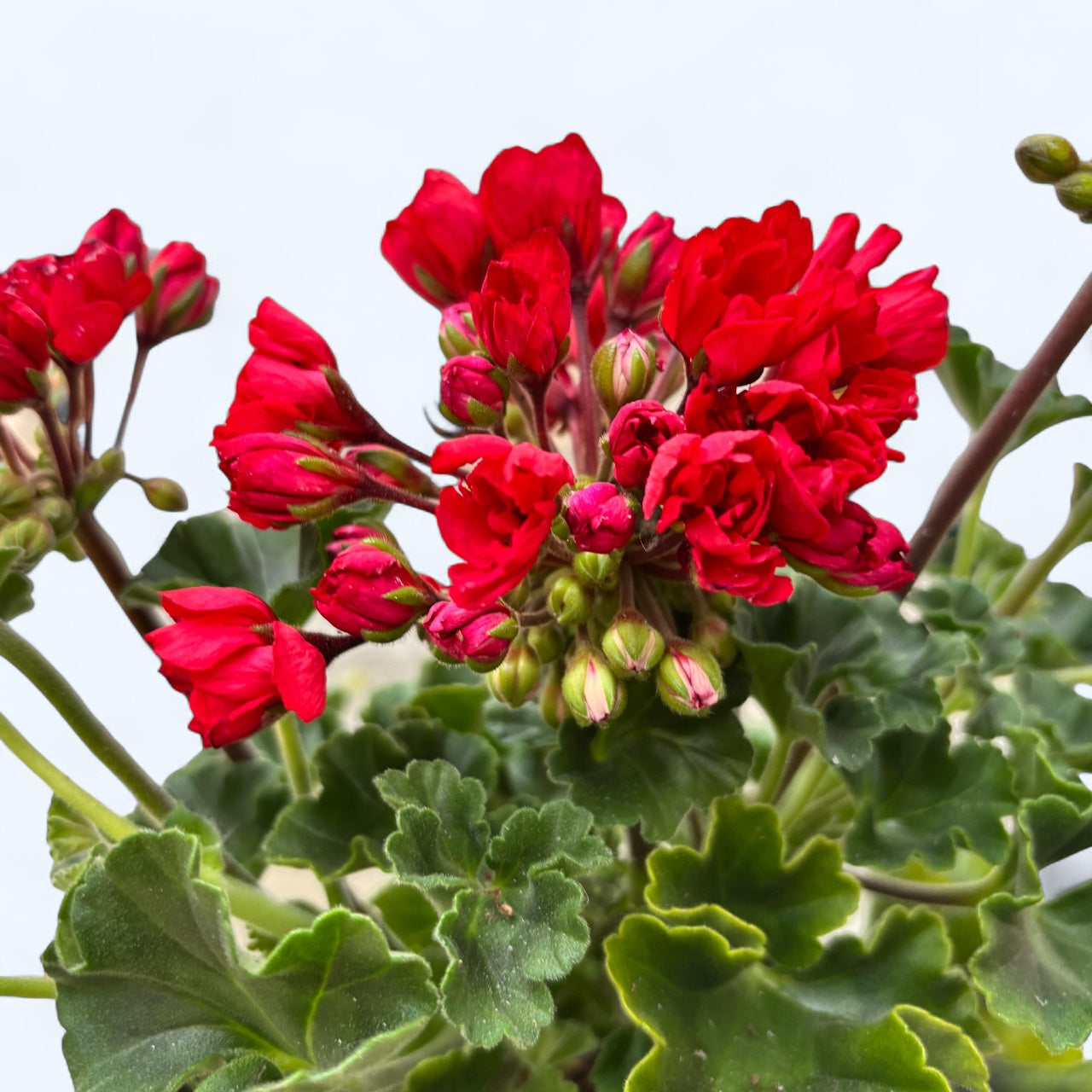 Muscata trandafir - Pelargonium Royal Rosebud ‘Carmen Andrea’