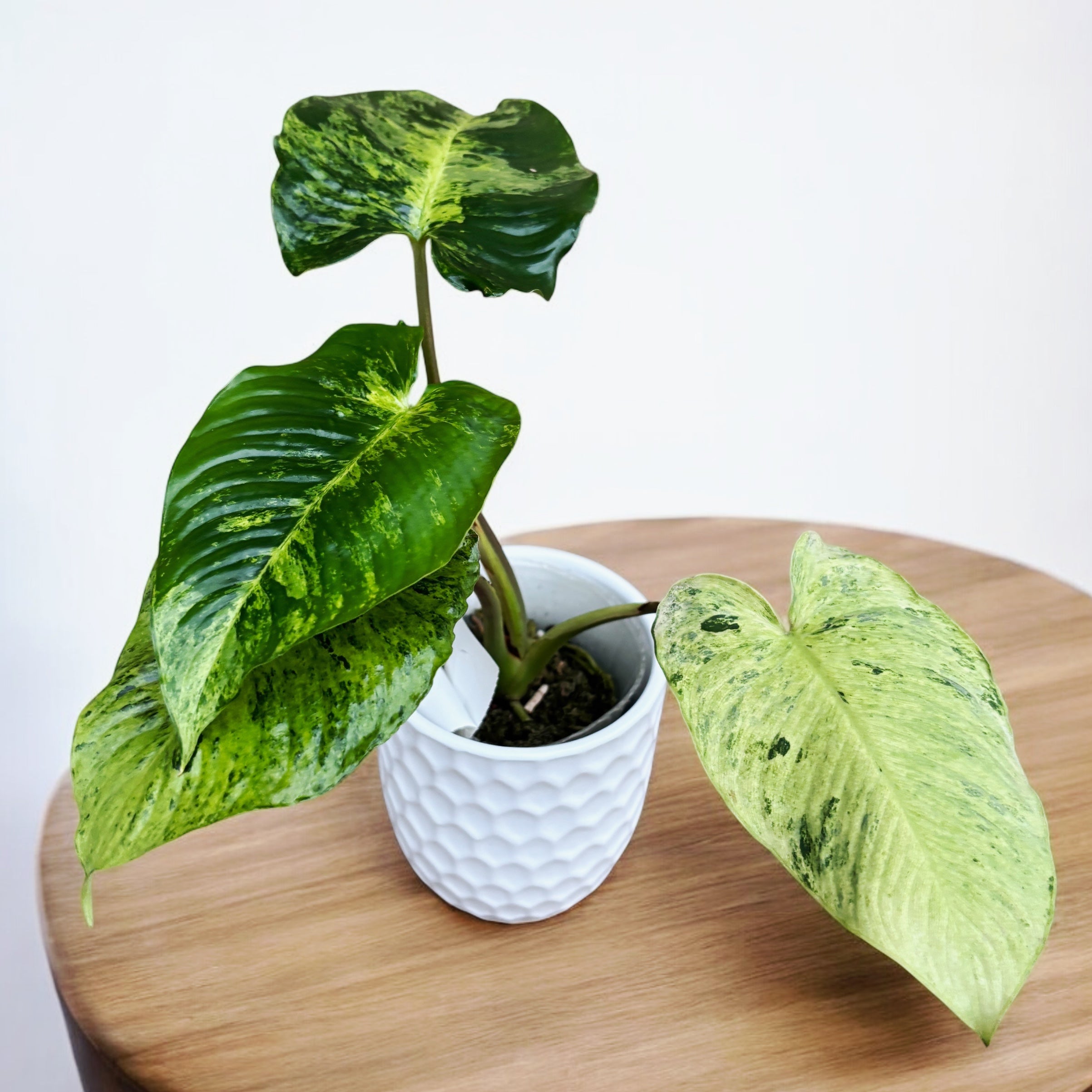 Homalomena sp. variegata