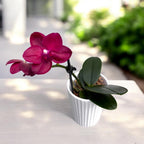 Phalaenopsis Haur Jih Fancy 'A06669'