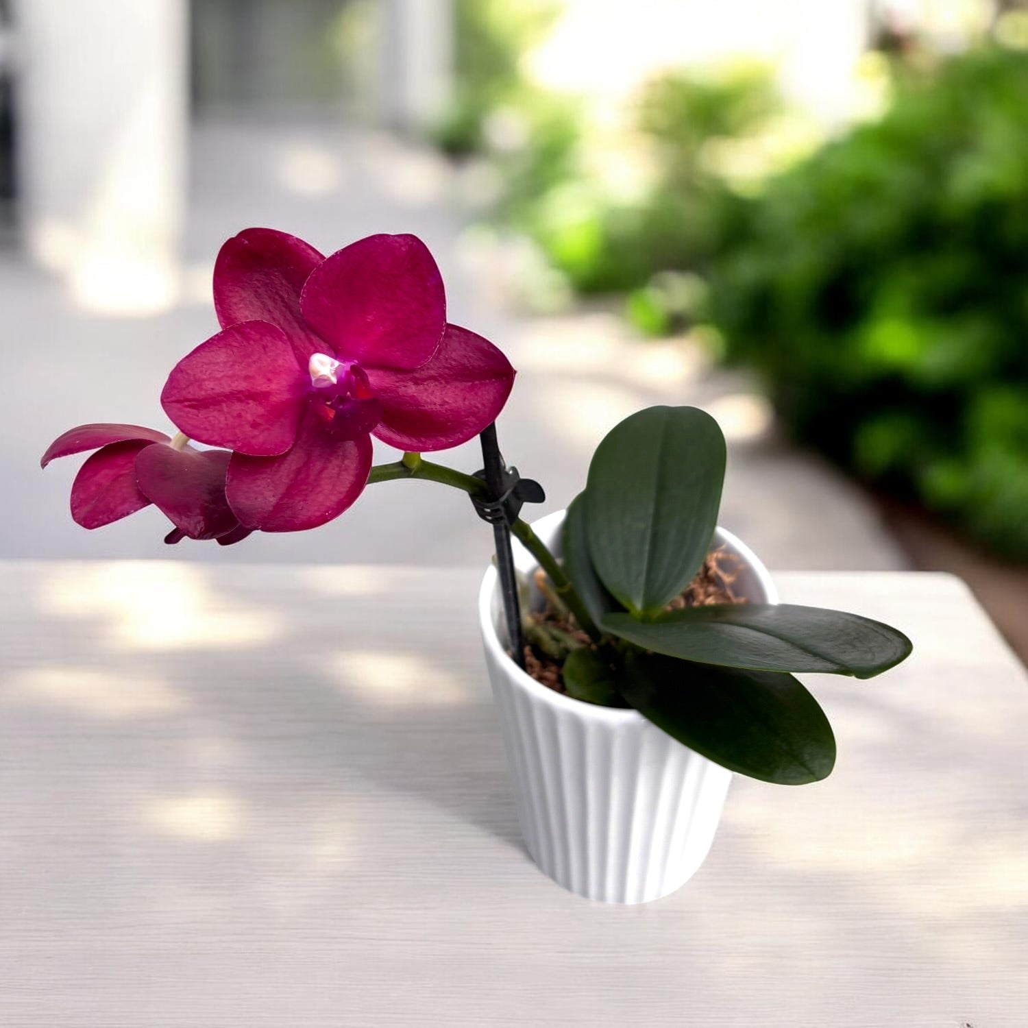 Phalaenopsis Haur Jih Fancy 'A06669'