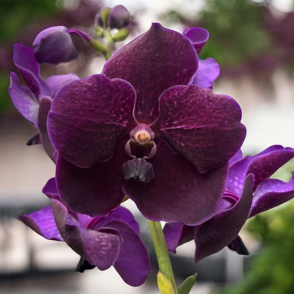 Vanda Nitaya Velvet Blackberry (Ansu)
