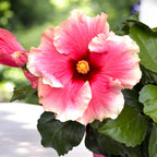 Hibiscus ‘Grace’ – varietate tropicala cu inflorire spectaculoasa