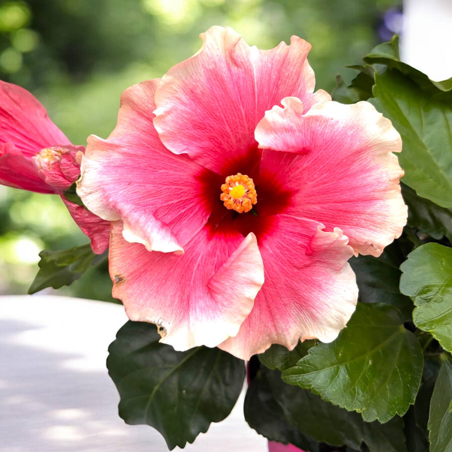 Hibiscus 'Grace'- flori XL