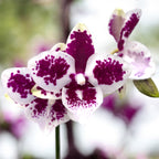 Phalaenopsis Micaels Florence - fiecare planta prezinta o inflorire unica!